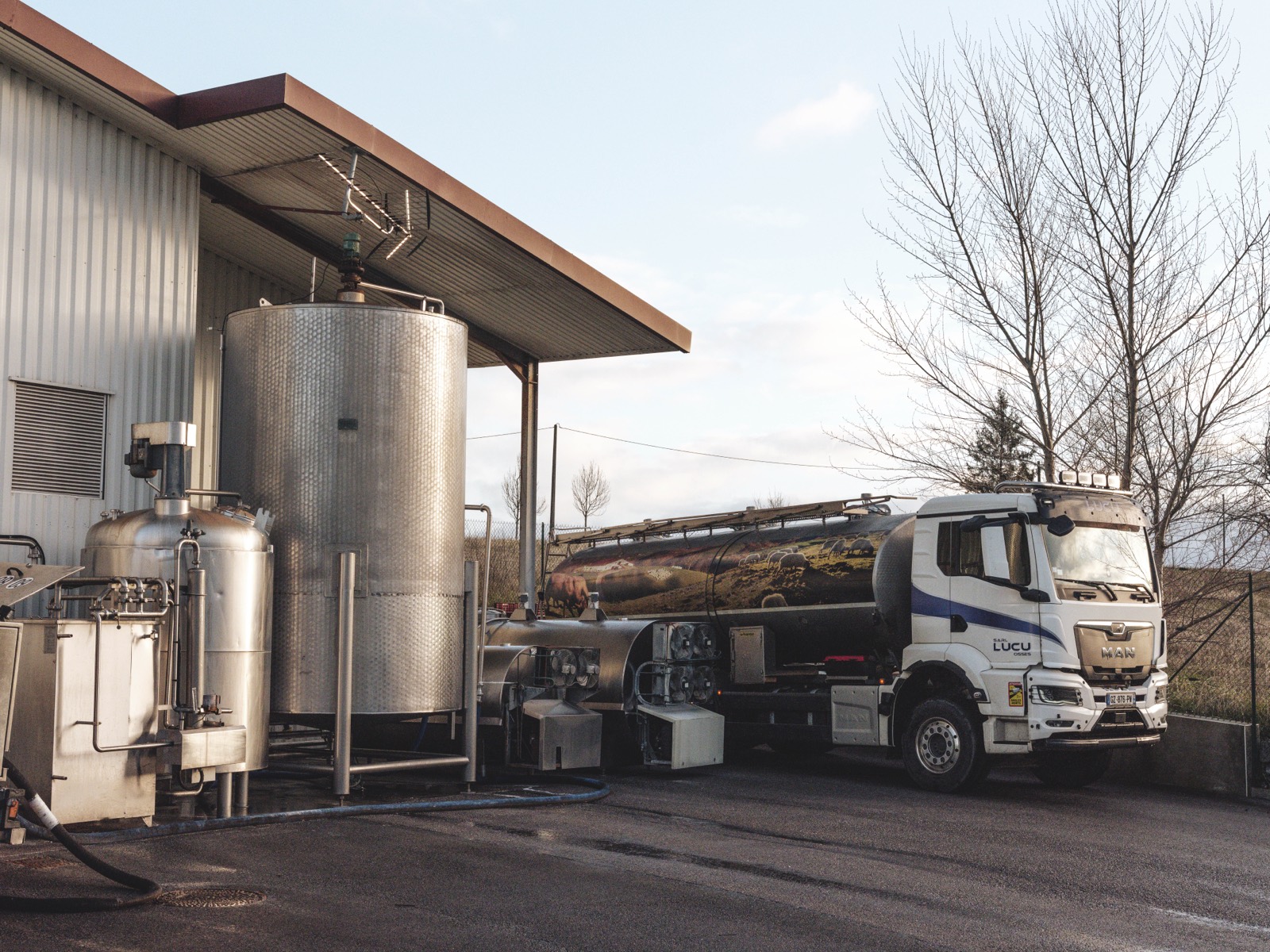 Collecte du lait auprès des fermes locales